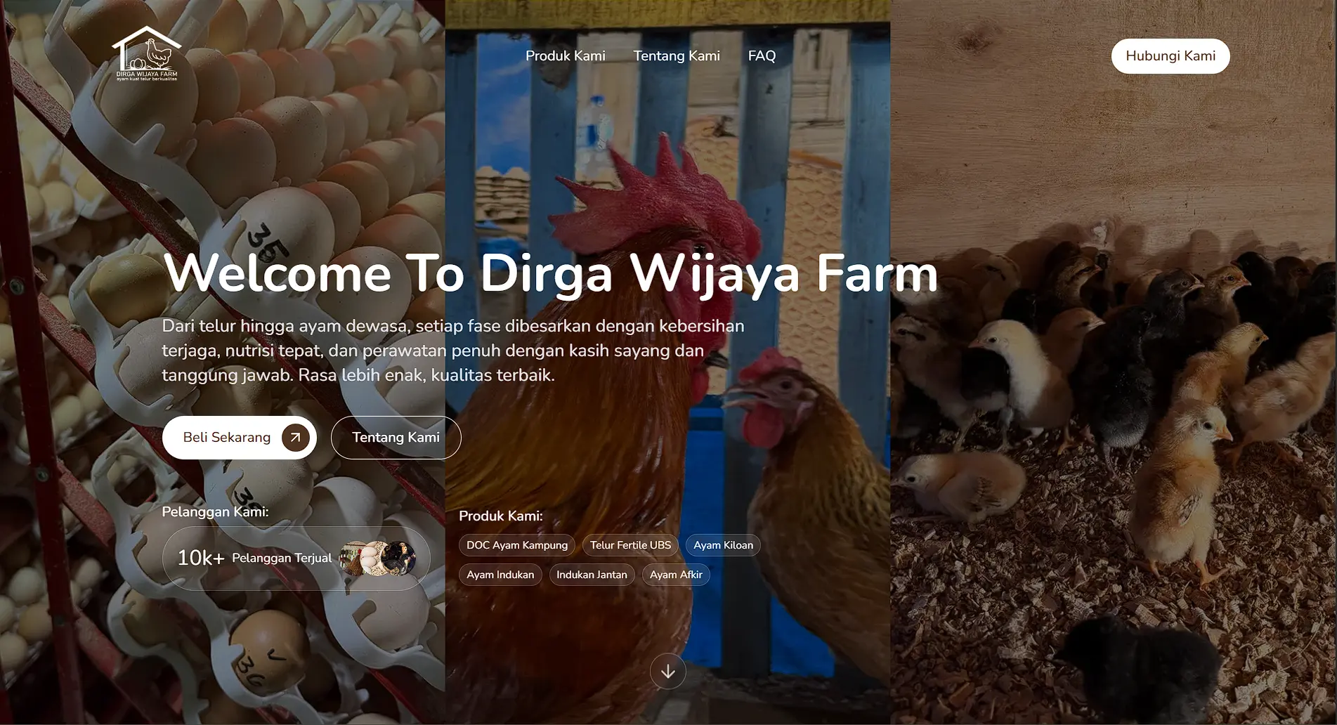 Dirga Wijaya Farm website design showcasing poultry farm business